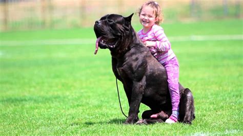 19 Worlds Largest Dog Breeds You Wish You Owned Dailyforest Page 14