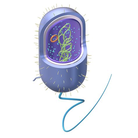 Prokaryotic Cell Diagram Unlabeled Free Transparent Png