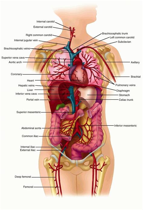 Human Anatomy Organs Picture Human Anatomy Organs Picture Anatomical