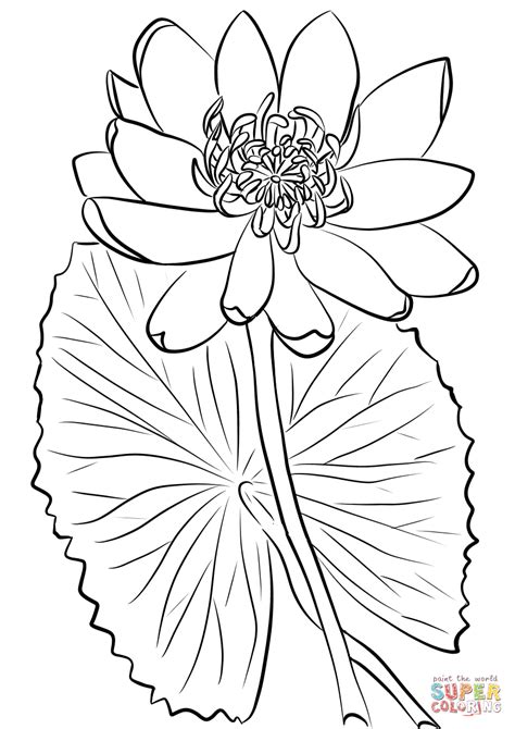 Commonwealth games coloring pages & posters culture and tradition coloring pages Red Water Lily coloring page | Free Printable Coloring Pages