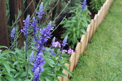 10 Best Plants For Small And Narrow Garden Borders Horticulture