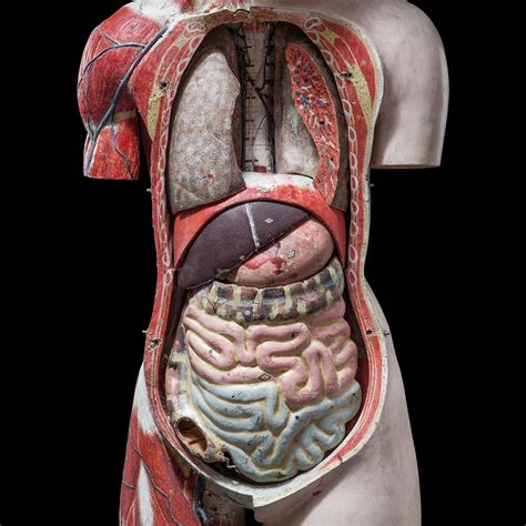 Anatomical Model At 1stdibs