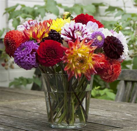 Cut Flower Special From The Dahlia Expert