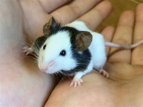 もんだいはそれだけだとおもう？ mondai wa sore dake da to omou? パンダマウスの体重は？|ぱかぱか広場|よこはま動物園 ...