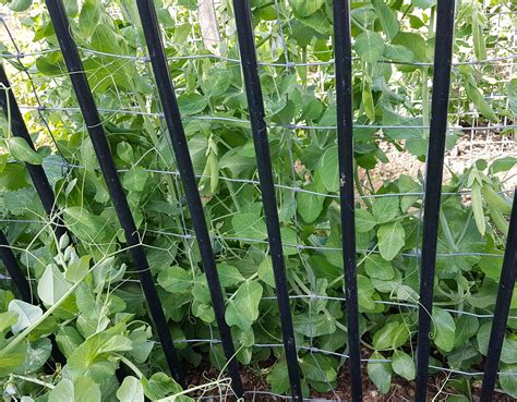How To Grow Peas Katek Fertilizers