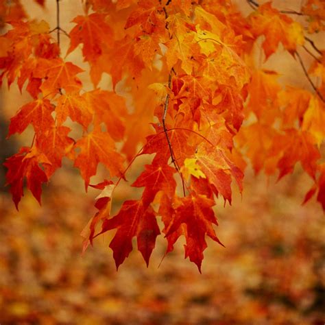 The 19 Best Fall Trees And Shrubs For A Burst Of Fiery Color