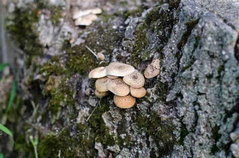 Wild Mushrooms Mushrooms Grow On A Tree Dead Tree Stock Image