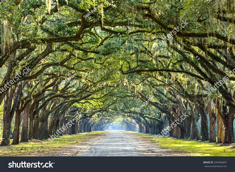 Savannah Georgia Usa Oak Tree Lined Road At Historic Wormsloe