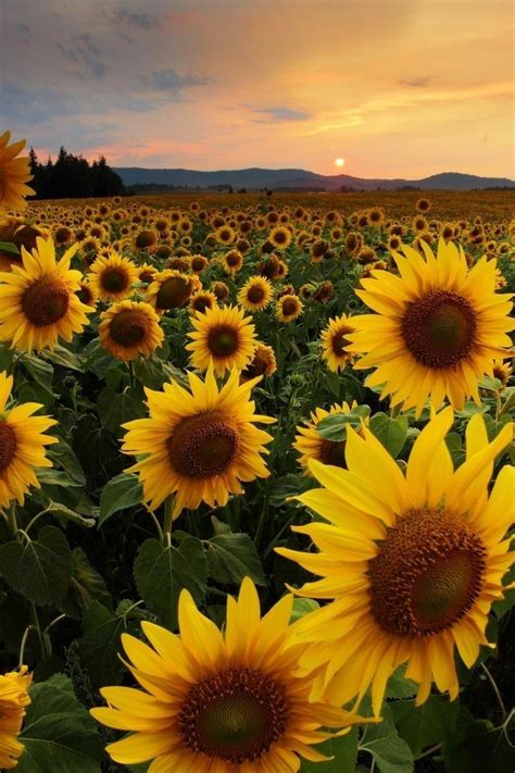 Girassol Sunflower Photography Sunflower Wallpaper Sunflower Fields