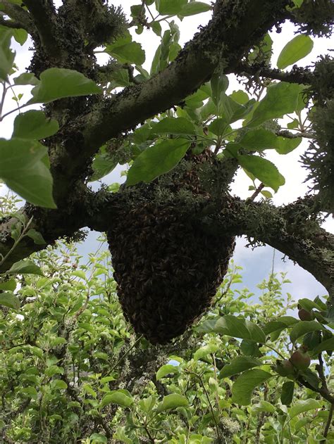 Swarms — The Borders Beekeepers Association