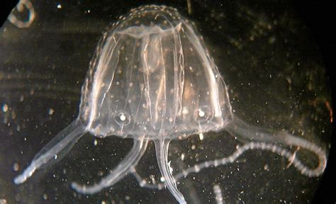 Fisherman Suffers Unusual Irukandji Jellyfish Sting Daily Mercury
