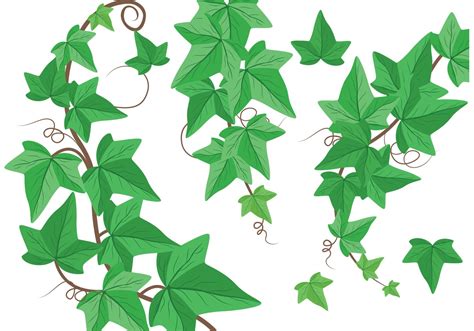 Ivy Vine Vectors Download Free Vector Art Stock Graphics And Images