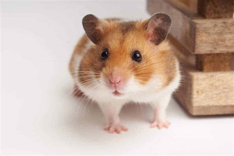 Hamster Behaviour Explained Burgess Pet Care