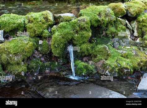 Natural Spring Of Clean Drinking Water A Stream Of Water Pouring From