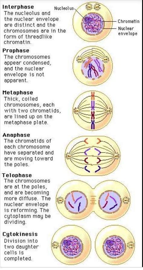 Describe Various Stages Of Mitosis With Suitable Diagram