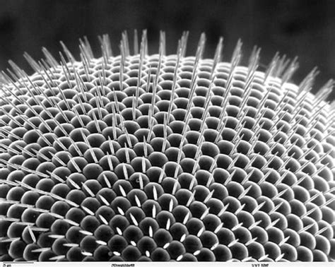 Scanning Electron Microscope Image Of Insects Eye Detail Shows Complex