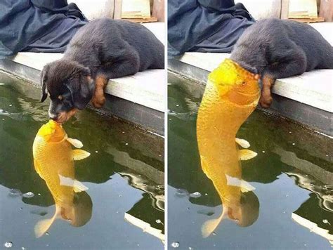 Puppy Kissing A Fish Inspires A Hilarious Photoshop Battle 10 Pics