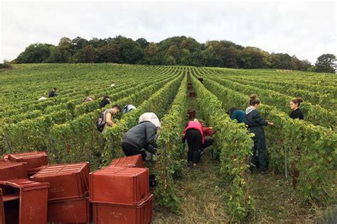 Marne  Publireportage  Avize Viti Campus  Une formation rémunérée