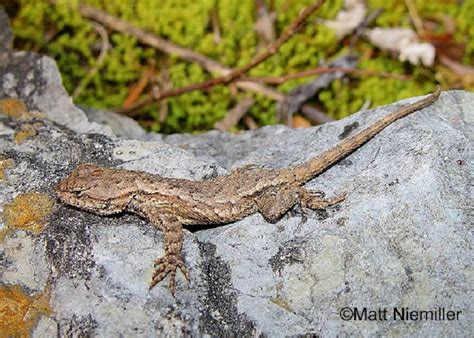 Eastern Fence Lizard Information Provided By The Tennessee Wildlife