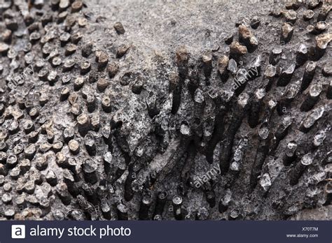 Fossils Limestone High Resolution Stock Photography And Images Alamy