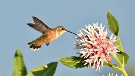 How To Create A Hummingbird Friendly Yard 2022