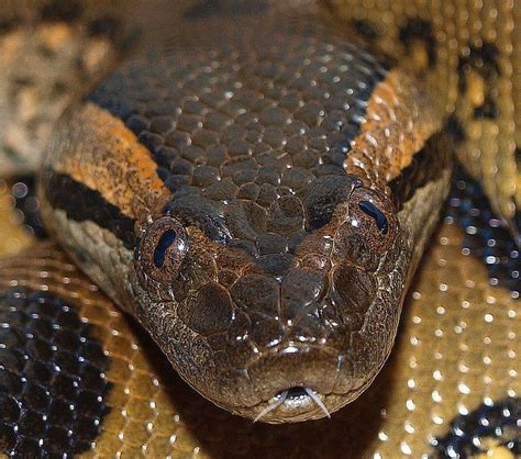 Green Anaconda Anaconda Snake Green Anaconda Reptiles And Amphibians