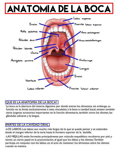 Anatomía De La Boca Labio Encia Rafe Superior Frenillo Palatino