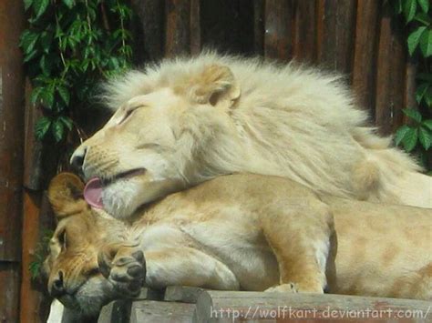 Lion Love Hes Kissing Her Neck Lion Love Animals Beautiful