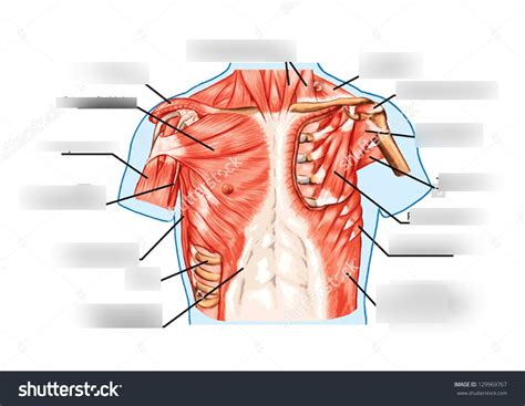 Chest Muscle Diagram Quizlet