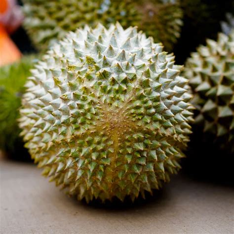 These 5 tips will help you learn to identify musang king and recognize it's shape, thorns, color and. Sầu riêng Musang King Malaysia tươi nguyên trái - Con ...