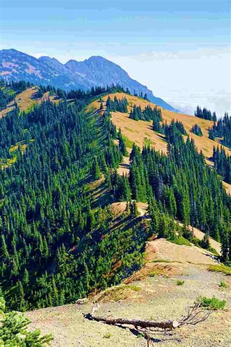 10 Best Hurricane Ridge Hikes