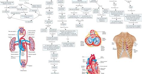 Mapa Conceptual De La Estructura Interna Y Externa Del Corazon 2021 Images