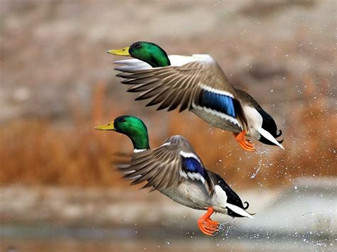 Beautiful Ducks In Flight Pics