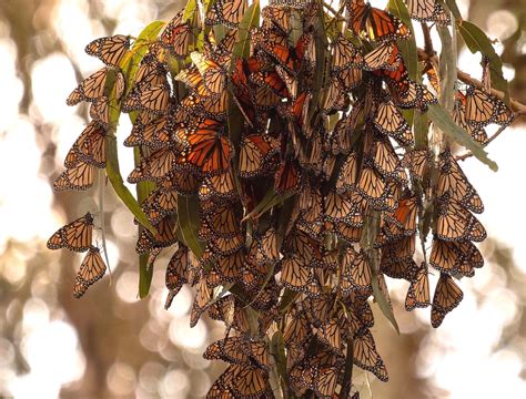 Monarch Butterfly Grove Pismo Beach California Sierra Club