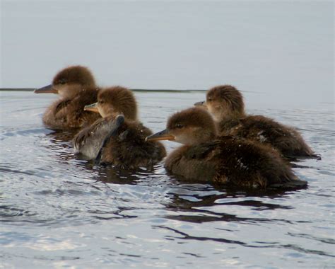 Baby Mergies Hooded Merganser Ducklings ~melanie~ Flickr