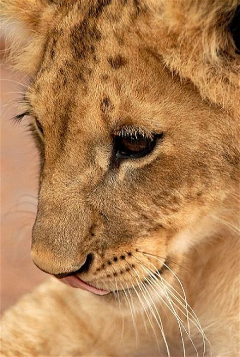 African Lion Facts Animal Facts Encyclopedia