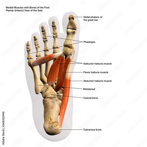 Medial Muscles And Bones Of The Foot Plantar View Of The Sole Labeled