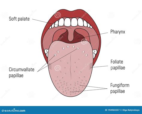 Lingual Gustatory Papillae And Taste Buds Human Mouth Stock Vector