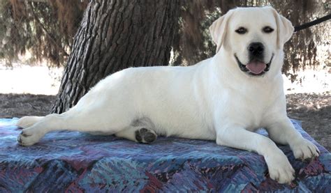 Why buy a puppy for sale if you can adopt and save a life? AKC English white labrador retriever stud dog