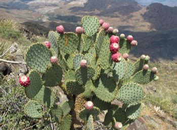 Planting a prickly pear seed gives 170 experience and requires a prickly pear seed to be planted/dipped into a cactus patch using a seed dibber. Pancake Prickly Pear | Desert Mountain, AZ