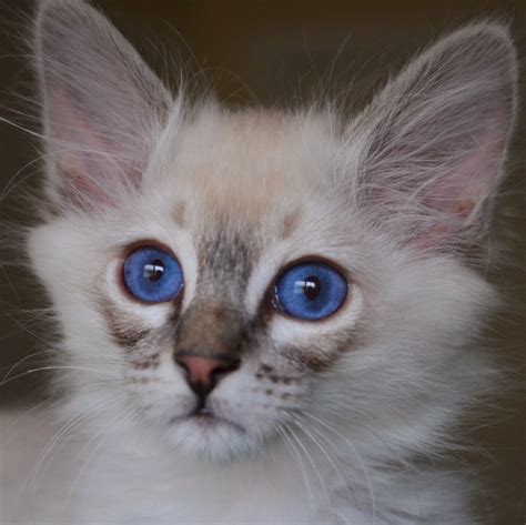 The Real Reason Behind Lynx Point Balinese Cat Lynx