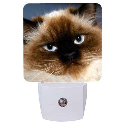 Himalayan Cat Color Print Night Light Etched Memory