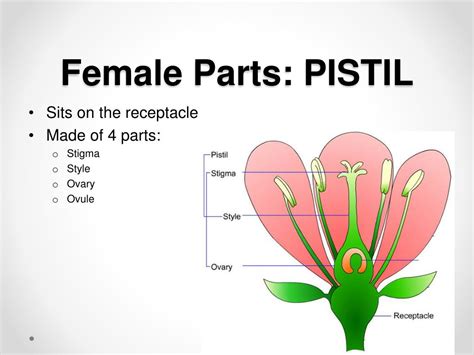 Female Parts Of A Flower And Their Functions Flower Parts And Its