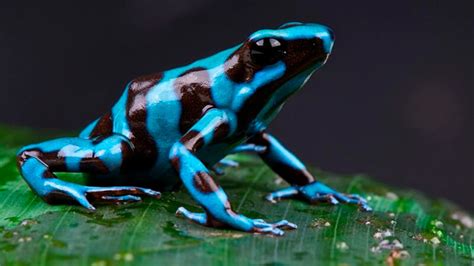 Poison Dart Frog Informazioni Caratteristiche E Curiosità