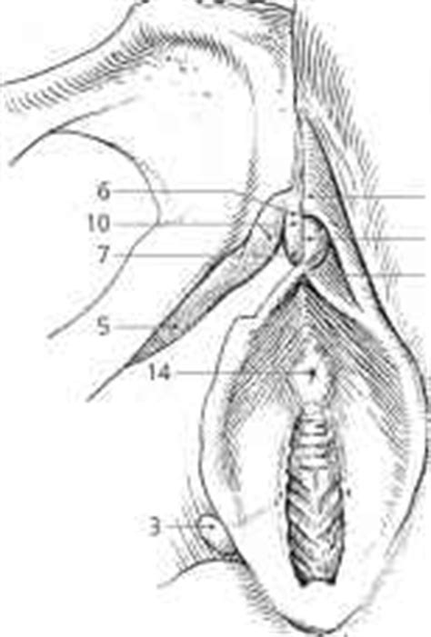 Caruncula Hymenales - Lymph Nodes - European Medical