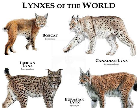 Wild Cats Of North America Poster Print Etsy Small