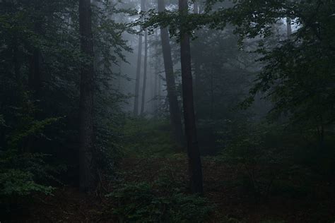 In Foggy Woods On Behance