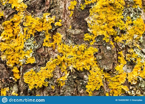 Yellow Lichen On Bark Of Tree Stock Image Image Of Natural Detail