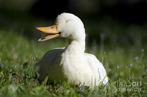 Happy Duck Photograph By Mats Silvan Pixels