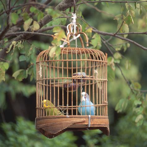 Know The Risks Before You Diy A Bird Cage